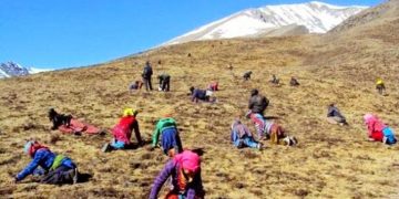 यार्सागुम्बा सङ्कलनलाई स्थायी ठेगाना खुल्नुपर्ने