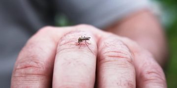 डेङ्गु बढ्यो, राजधानीसमेत जोखिममा