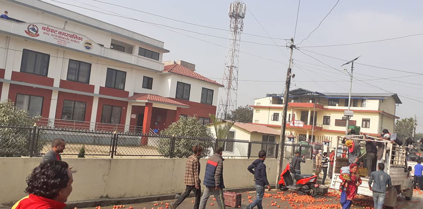 बजार नपाएपछि किसानहरुले नगरपालिका परिसरमै फालिदिए टमाटर