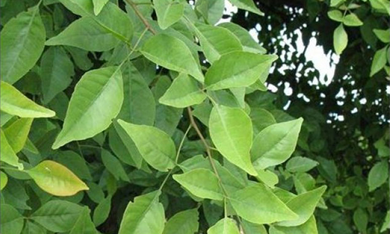 एकपटक पड्ने हो की ? बेलपत्रको औषयिध गुण