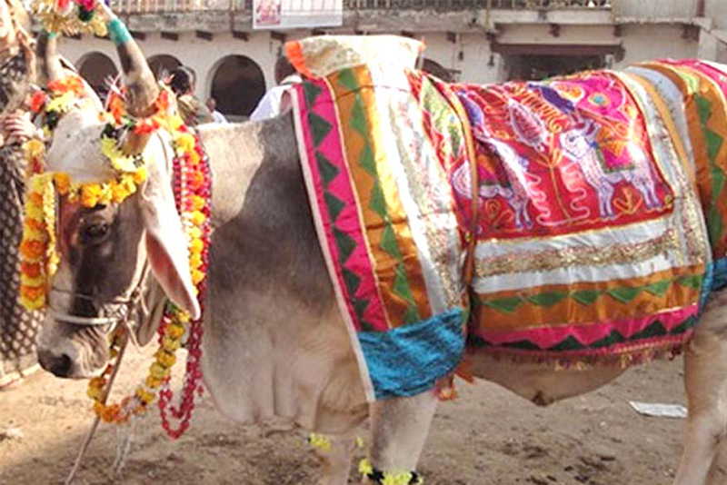 श्रीपञ्चमीका दीन कृषि कार्यको शुरूआत मान्दै हलो र गोरुको पूजा