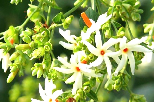 पारिजातको चमत्कारी औषधीय गुणहरू