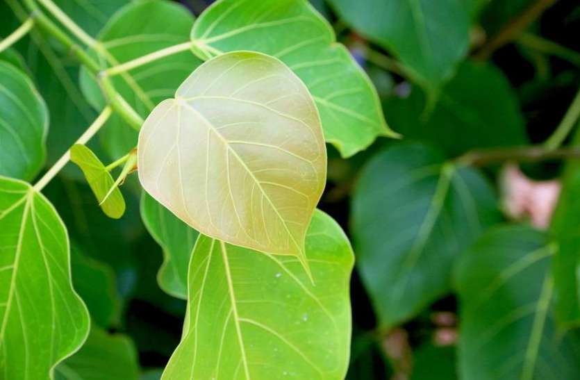 देख्दा सामान्य लाग्ने, पिपलको बोटको यति धेरै फाइदा