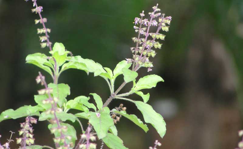 अति उपयोगी, तुलसी खाए फाइदै–फाइदा