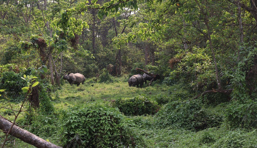 गैँडा बढेको खुसियालीमा दीपप्रज्वलन
