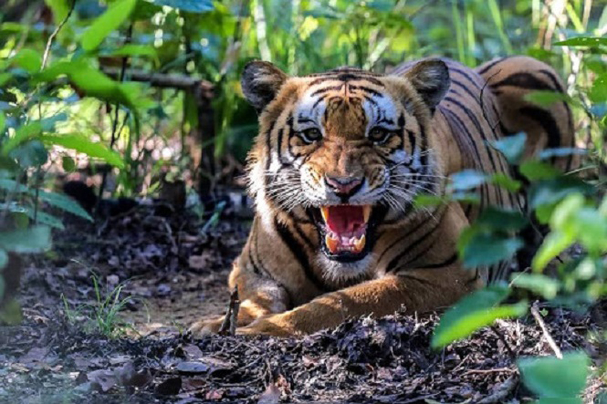 बर्दियामा बाघको आक्रमणबाट गैंडा गणकको मृत्यु