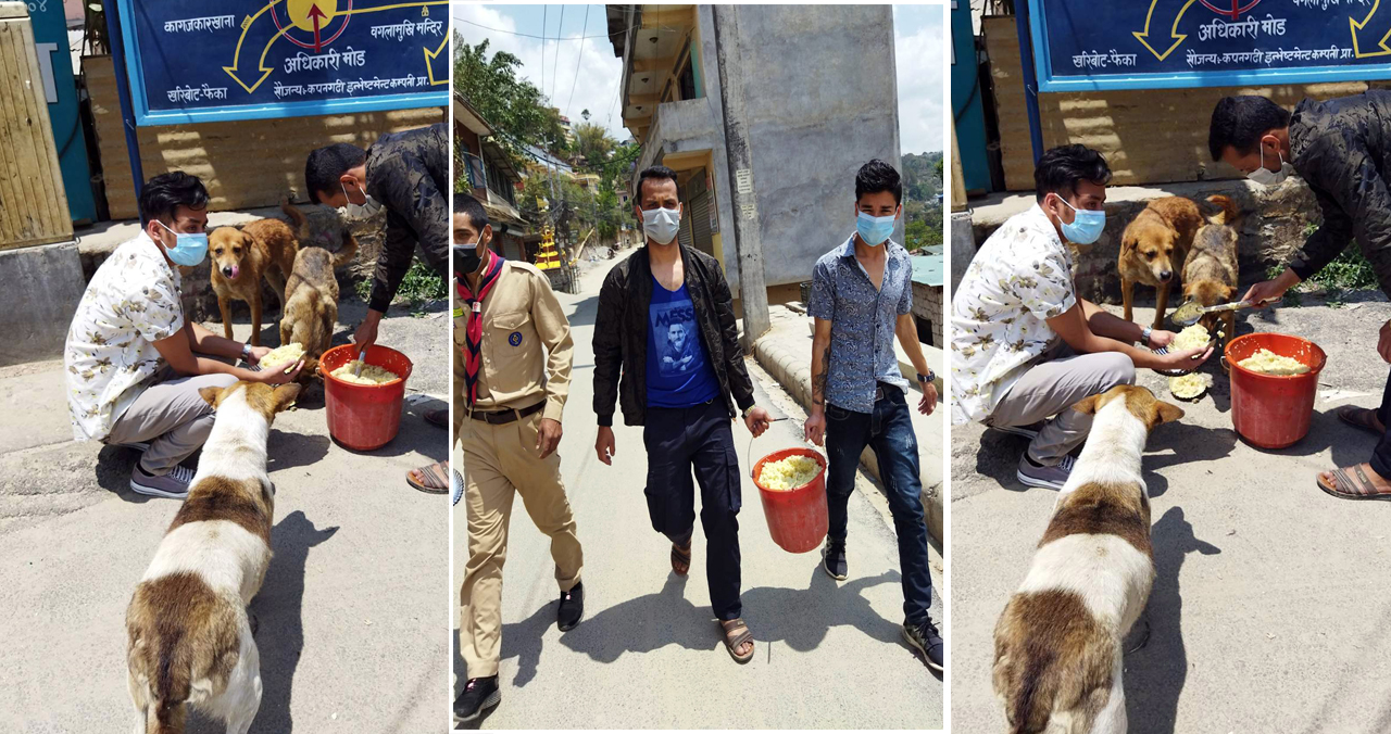 बूढानीलकण्ठका सडक कुकुरलाई खाना खुवाइयो (फोटोफिचर)