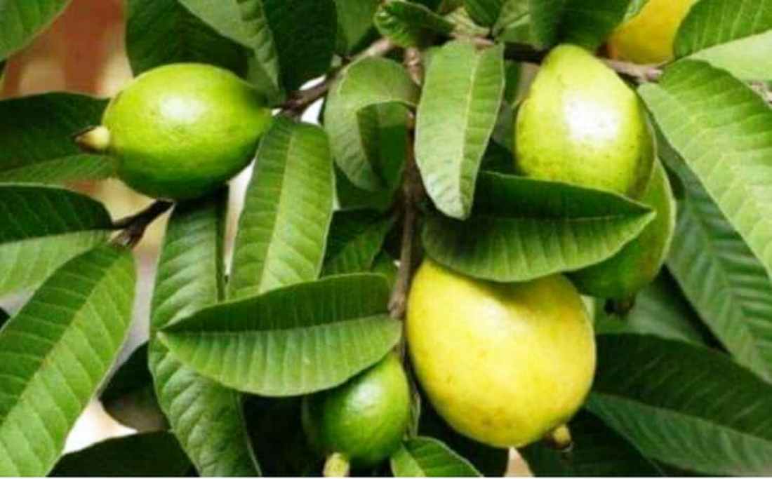 सुन्दा सामान्य जस्तो लाग्ने अम्बाको पात खादाका फाईदै फाईदा !