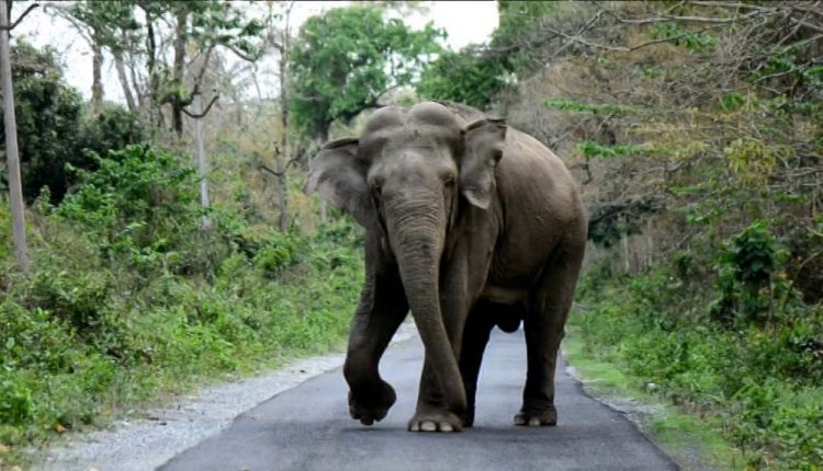 हात्तीको आक्रमणबाट एक जनाको मृत्यु