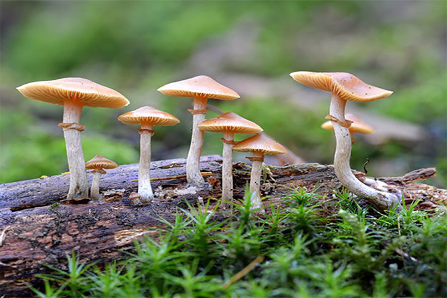 सङ्खुवासभामा जङ्गली च्याउ खाँदा नौ जना बिरामी