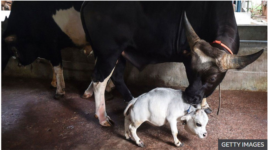 बंगलादेशमा चर्चित बनेको पुड्को गाई