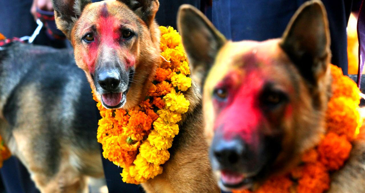 कुकुर तिहार पनि आजै, विधीवत पूजा गरी खान दिने मानिसहरुलाई पूण्य प्राप्त हुने