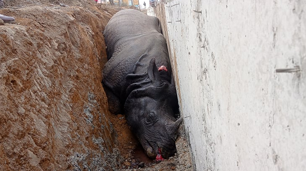 गैँडा मरेको घटनामा निर्माण कम्पनीका सञ्चालकलाई पक्राउ पुर्जी