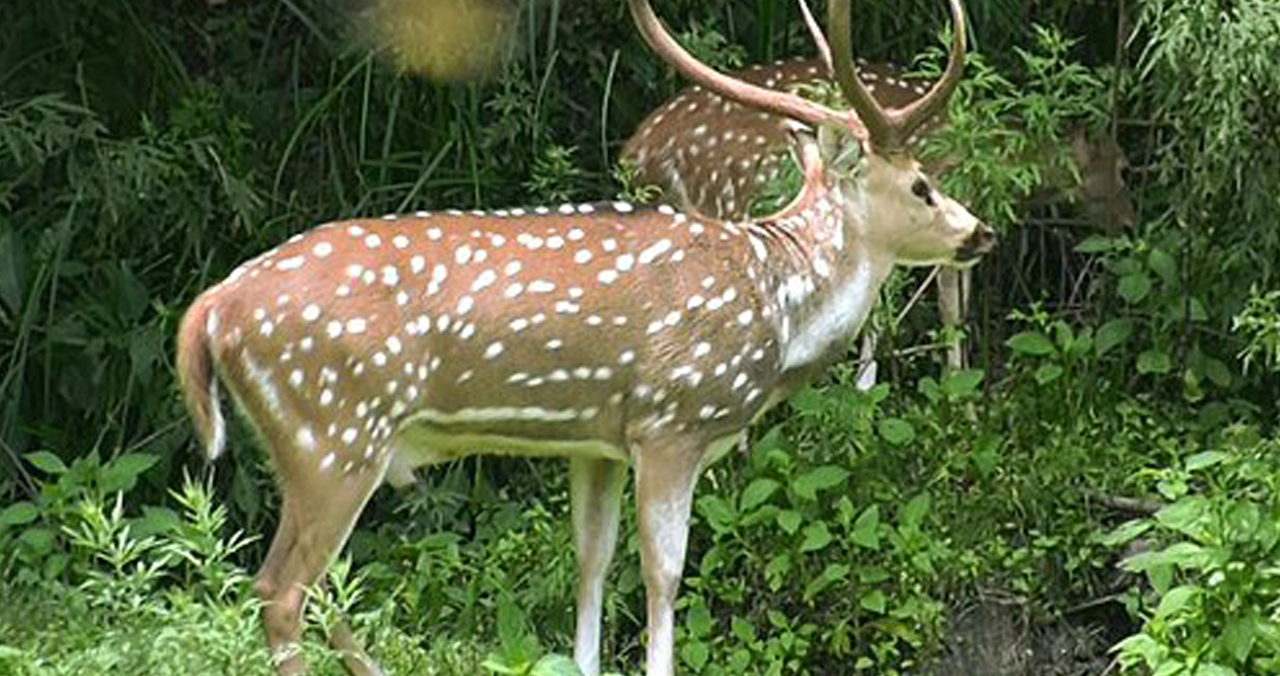 हरिणमा पनि सर्‍यो मानिसबाट कोरोना