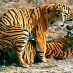 बाघसम्बन्धी रोचक तथ्य : सम्भोगको बेला जसले सबैलाई जित्न सक्छ, त्यही बघिनीसँग बस्न पाउछ