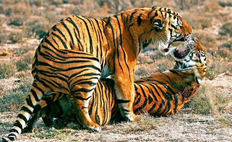 बाघसम्बन्धी रोचक तथ्य : सम्भोगको बेला जसले सबैलाई जित्न सक्छ, त्यही बघिनीसँग बस्न पाउछ