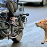 मोटरसाइकल चलाउँदा कुकुरले लखेट्छ ? अब अपनाउनुस् यो टिप्स