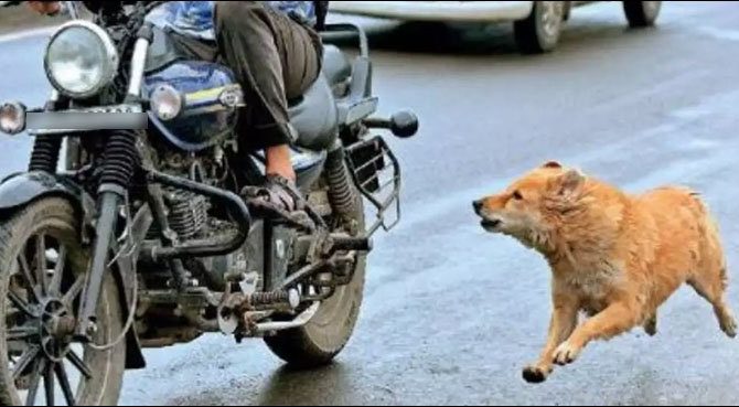 मोटरसाइकल चलाउँदा कुकुरले लखेट्छ ? अब अपनाउनुस् यो टिप्स