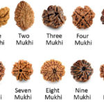 कुन रुद्राक्षको के छ महत्त्व ? थाहा पाउनुहोस्