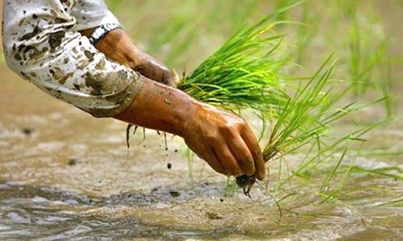 देशभर ७८ प्रतिशत बढी भूभागमा रोपाइँ