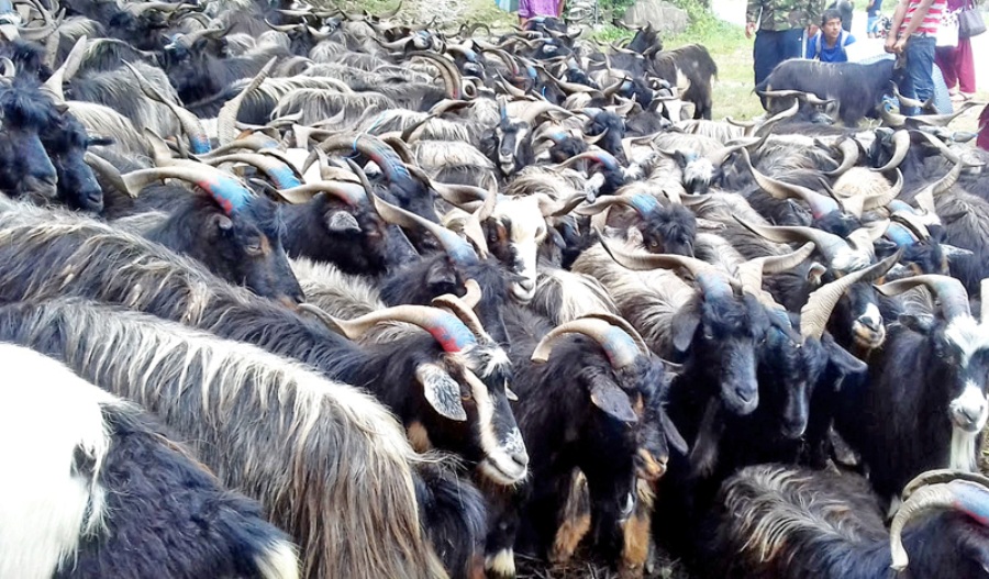 मुस्ताङबाट ३५ करोडभन्दा बढी मूल्यका भेडाच्याङ्ग्रा निकासी