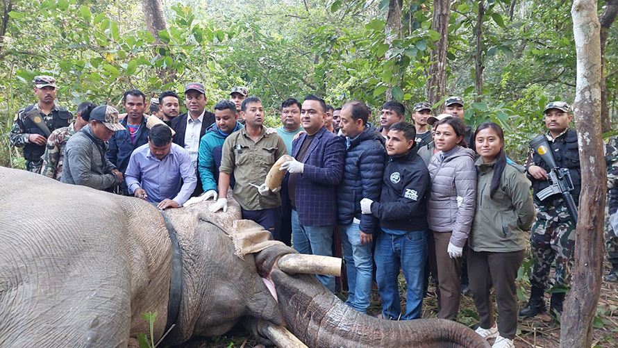 ध्रुवे हात्तीको दाह्रा काट्ने तयारी